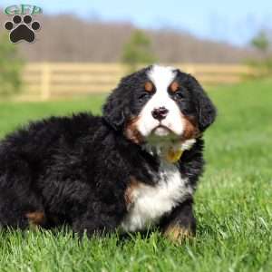 Jake, Bernese Mountain Dog Puppy